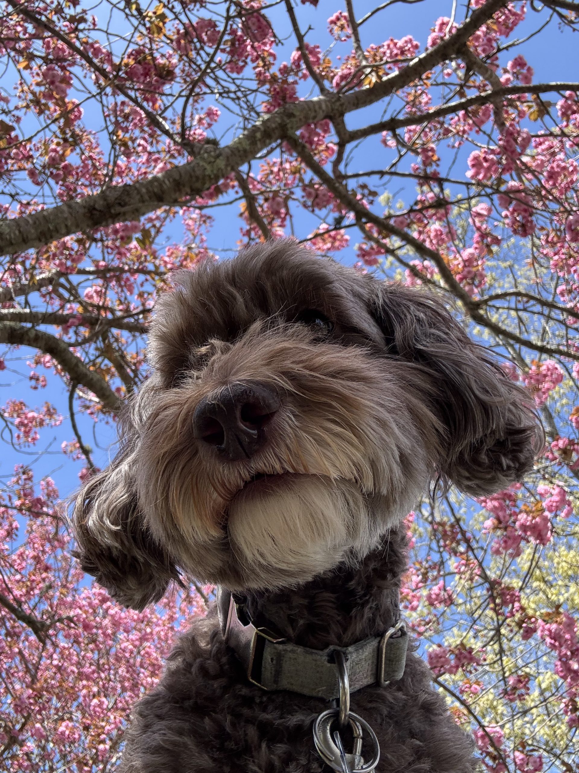 Schnauzer under cherry blossoms - dog walking Old Saybrook spring outing