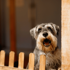 dog in Old Lyme, CT barking at a passer by