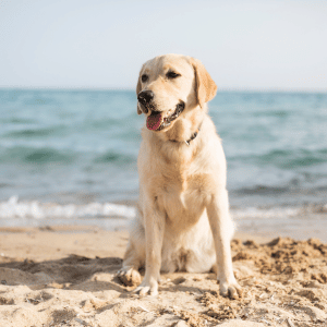 dog at a CT Shoreline beach