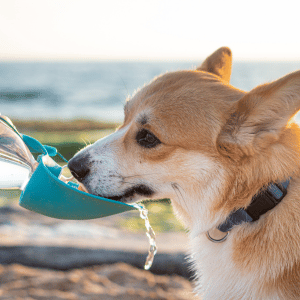 preventing dehydration in dogs