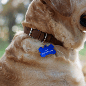 dog wearing a collar with ID tags in Old Saybrook, CT