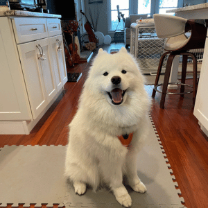dog waiting on dog walk with Shoreline Happy Paws dog walker
