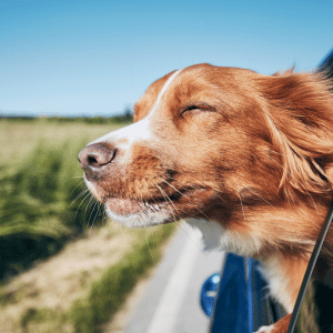 dog in car in the CT Shoreline