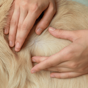 checking a dog's skin elasticity - dehydration in dogs