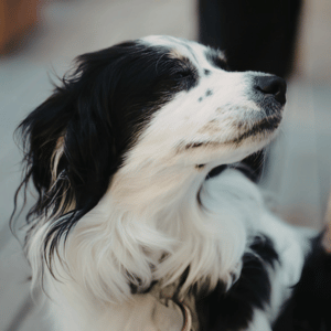 dog on a walk with Shoreline Happy Paws dog walker