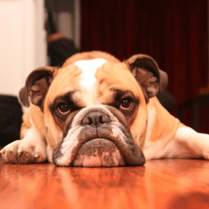 dog in Old Lyme, CT home