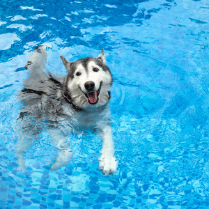 dog in pool in the CT Shoreline