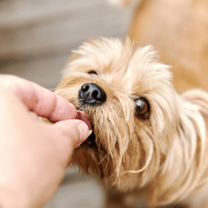 dog getting treats from Shoreline Happy Paws dog walker