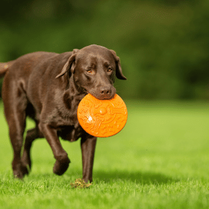 preventing dehydration in dogs - dog playing in a CT Shoreline dog park