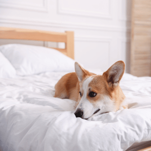 dog on bed in Old Lyme, CT home