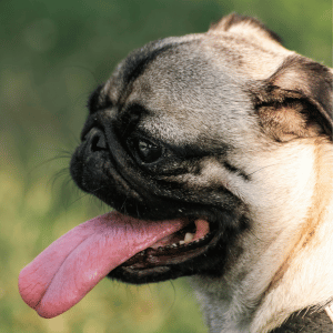 dehydration in dogs CT Shoreline dog