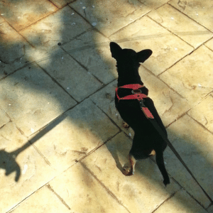 Does My Dog Need a Daily Walk During the Summer?