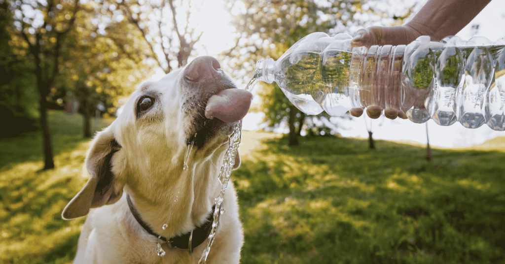 Dehydration in Dogs