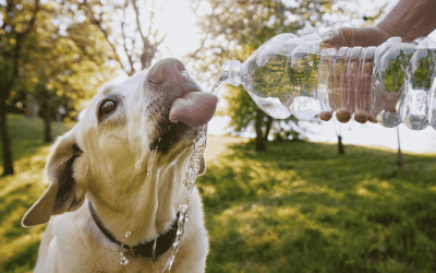 Dehydration in Dogs: Signs Every CT Shoreline Pet Parent Should Know