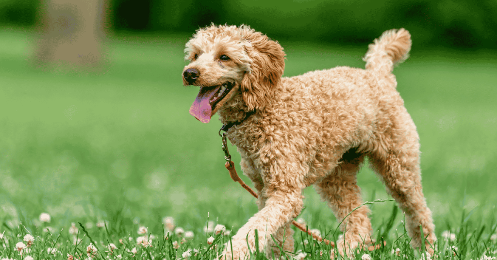 dog on walk with Shoreline Happy Paws dog walker