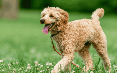 Does My Dog Need a Daily Walk During the Summer?