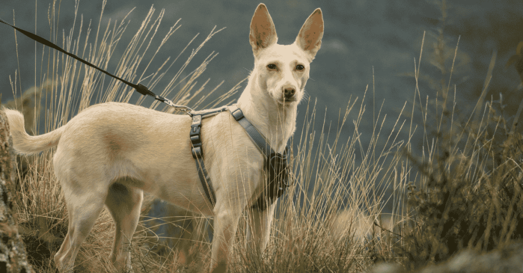 The Best Leashes and Harnesses for Dog Walks on the Connecticut Shoreline