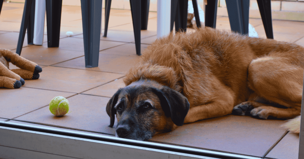 The Hidden Costs of Skipping Daily Dog Walks 1 The Hidden Costs of Skipping Daily Dog Walks