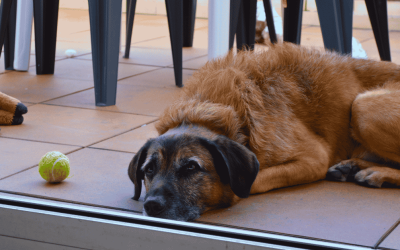The Hidden Costs of Skipping Daily Dog Walks