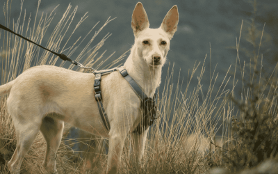 The Best Leashes and Harnesses for Dog Walks on the Connecticut Shoreline