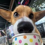 Don't Drink the 💩 Water: A Shoreline Survival Guide for You and Your Dog 4