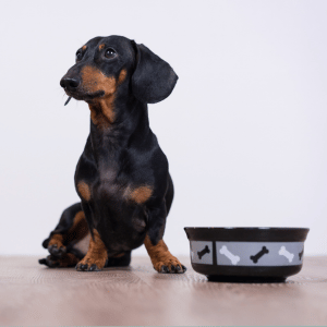 Back-to-School Dog Walking Tips for Connecticut Shoreline Pet Parents