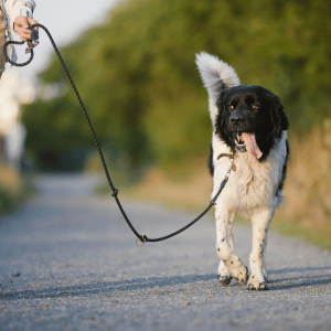 dog on a walk with Shoreline Happy Paws dog walker in Old Saybrook, CT