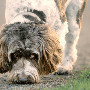 dog sniffing on a dog walk with CT Shoreline Happy Paws