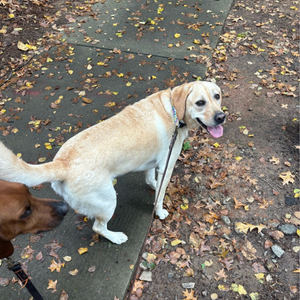dog walking FAQs CT Shoreline