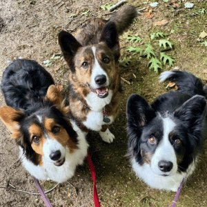 three dogs on a walk with Shoreline Happy Paws dog walker in Old Saybrook, CT