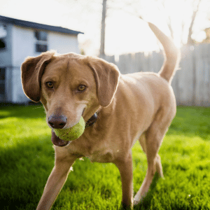 dog playing in yard with Shoreline Happy Paws dog walker in Old Saybrook, CT