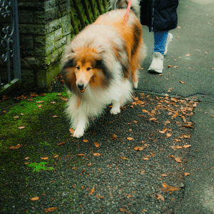 dog walking with Shoreline Happy Paws dog walker in Old Saybrook, CT
