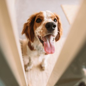 dog at door greeting his Shoreline Happy Paws dog walker