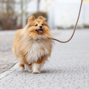 dog on a walk with Shoreline Happy Paws dog walker in the CT Shoreline