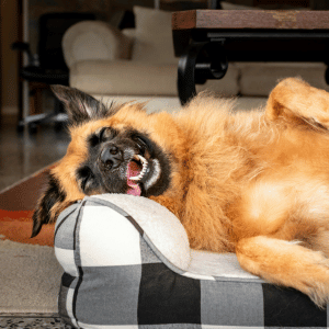 dog sitting with Shoreline Happy Paws dog sitter in Old Saybrook, CT
