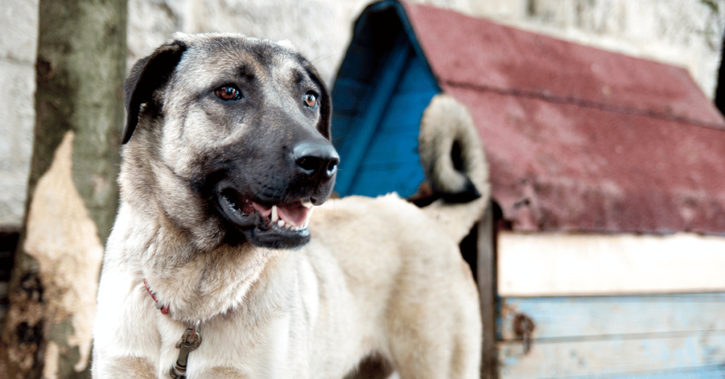 5 Reasons Recurring Dog Walks Are the Best Option for Your Dog
