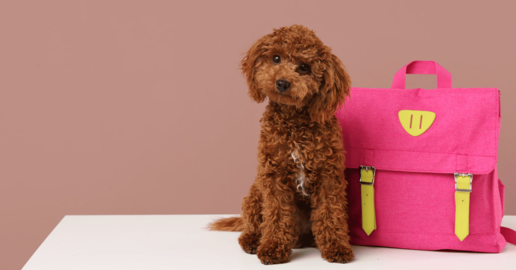 Back-to-School Dog Walking Tips for Connecticut Shoreline Pet Parents