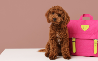 Back-to-School Dog Walking Tips for Connecticut Shoreline Pet Parents