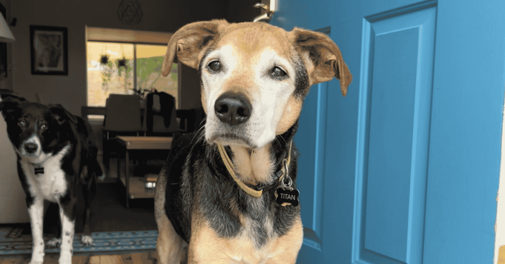 Top 5 Most Common Dog Walking Questions