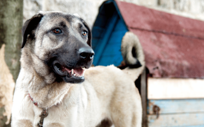 5 Reasons Recurring Dog Walks Are the Best Option for Your Dog