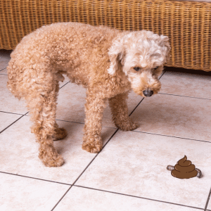 dog in CT Shoreline had accident in home