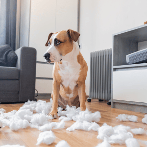 dog with pillow fillings in Old Saybrook, CT