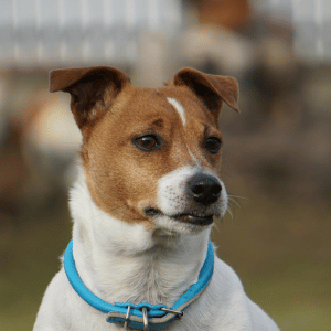 dog on walk with Shoreline Happy Paws dog walker