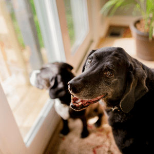senior dog in Old saybrook, CT waiting on their dog walker
