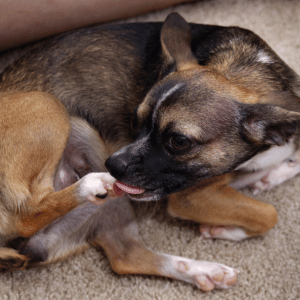 dog licking his paws in Old Saybrook, CT