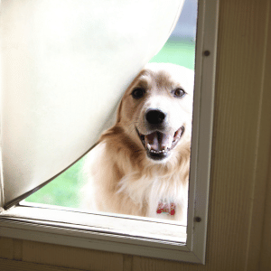 dog door 
