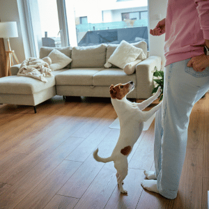 dog with owner in Lyme, CT home