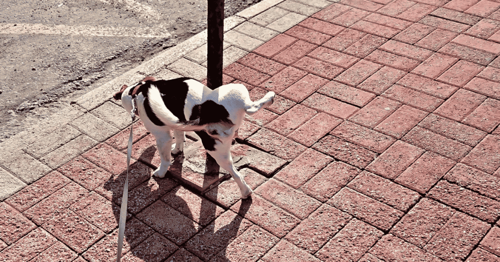 How Often Does My Dog Need to Go Potty?