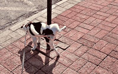 How Often Does My Dog Need to Go Potty? A Guide for Busy Dog Parents