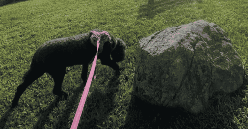 Why Does My Dog Stop So Much on Dog Walks?